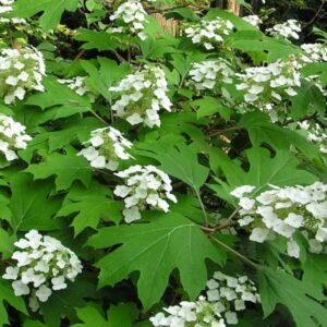Pee Wee Dwarf Oakleaf Hydrangea Live Plant - 2 Gallon Pot