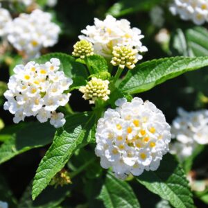 Alternative view of Lantana Plants 4-6 Inc Tall, 4+ VARIETIES