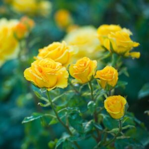 Alternative view of Yellow Rose Plant Live
