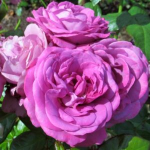 Alternative view of Blue Purple Rose Plant Live