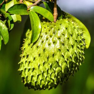 Guanabana Soursop Tree 5-9 inc Height