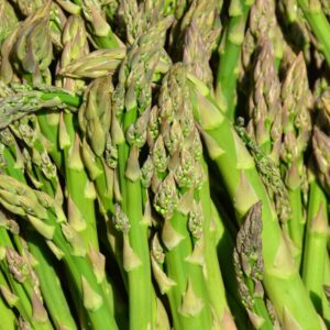 10 Pack Mary Washington Asparagus Crowns, Green Asparagus Roots 2 Yrs Old
