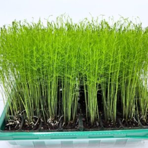 5 Pack Mary Washington Asparagus Crowns, 2 Years Old, Green Asparagus Roots