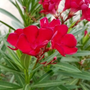 Alternative view of Red Oleander Tree Live Plant