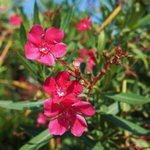 Red Oleander Plant Live