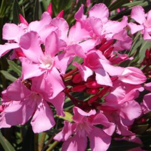 Pink Oleander