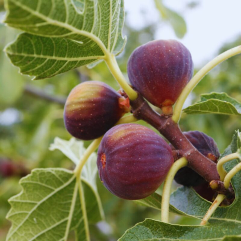 Celeste Fig Plant Tree - 4 to 6 Inc Tall - Image 5