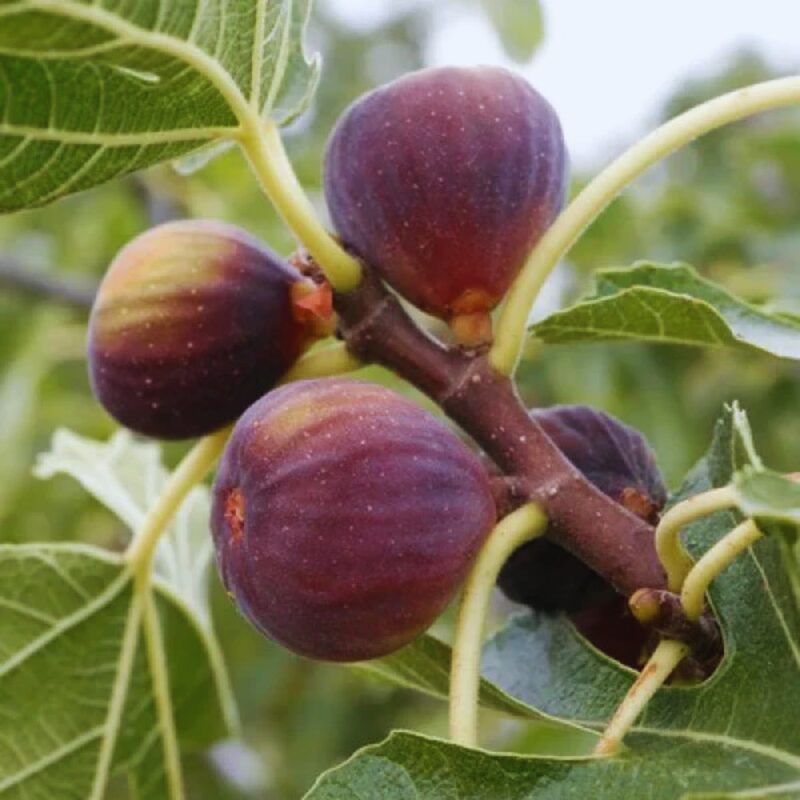 4 Violette de Bordeaux Fig Tree Plant - 4 to 6 Inc Tall - Image 3