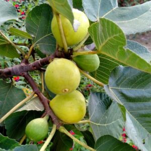 White Kadota Fig Plant Live - 4 to 6 Inc Tall