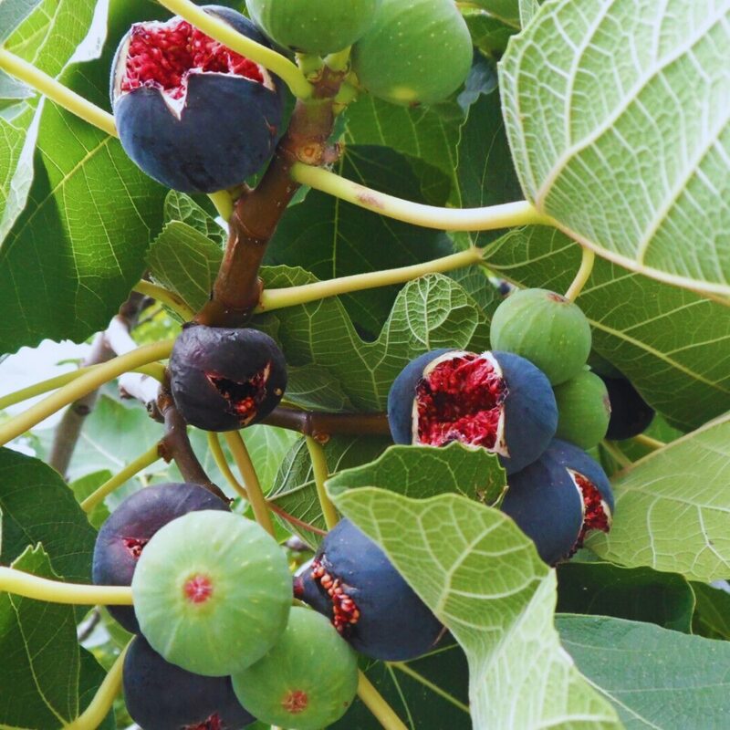 Italian Everbearing Fig Tree - Image 6