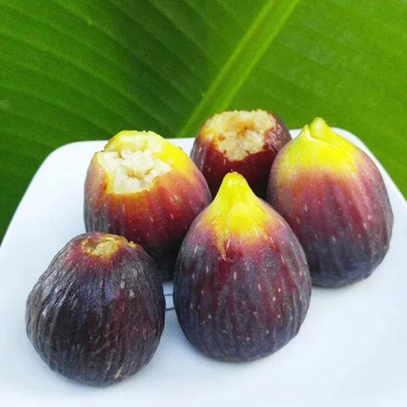 Italian Everbearing Fig Tree - Image 5