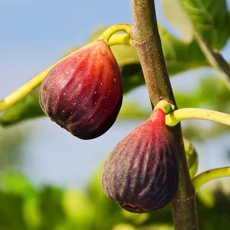 Italian Everbearing Fig Tree - Image 4