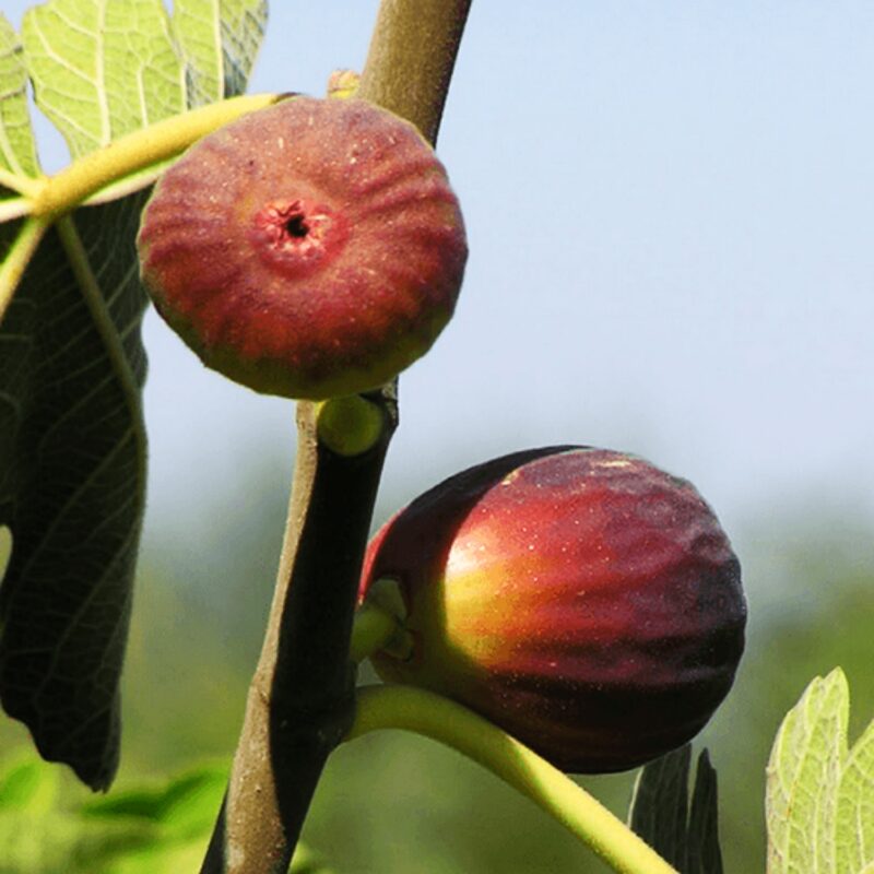 Italian Everbearing Fig Tree - Image 3