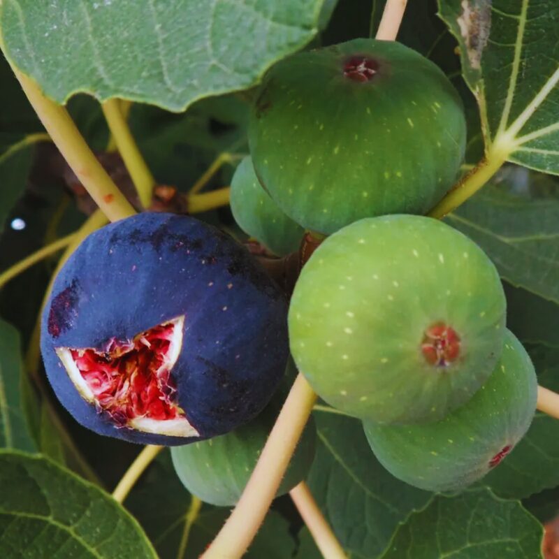 Italian Everbearing Fig Tree - Image 2