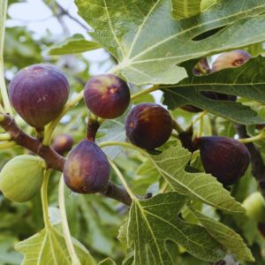 Alternative view of Black Mission Fig Plant Live - 4 to 6 Inc Tall