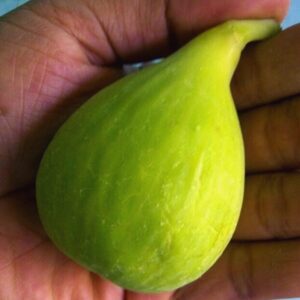 Alternative view of Conadria Fig Plant Live - 4 to 6 Inc Tall