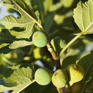Conadria Fig Plant Live - 4 to 6 Inc Tall