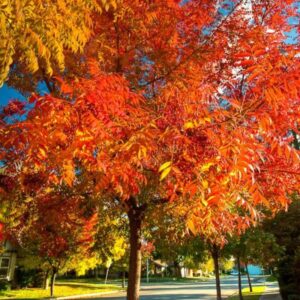 Alternative view of Chinese Pistache Live Plant