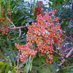 Chinese Pistache Live Plant