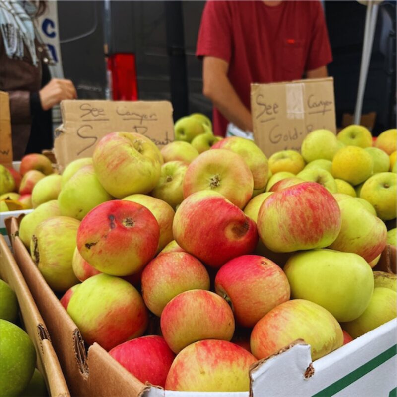 Sierra Beauty Apple Tree