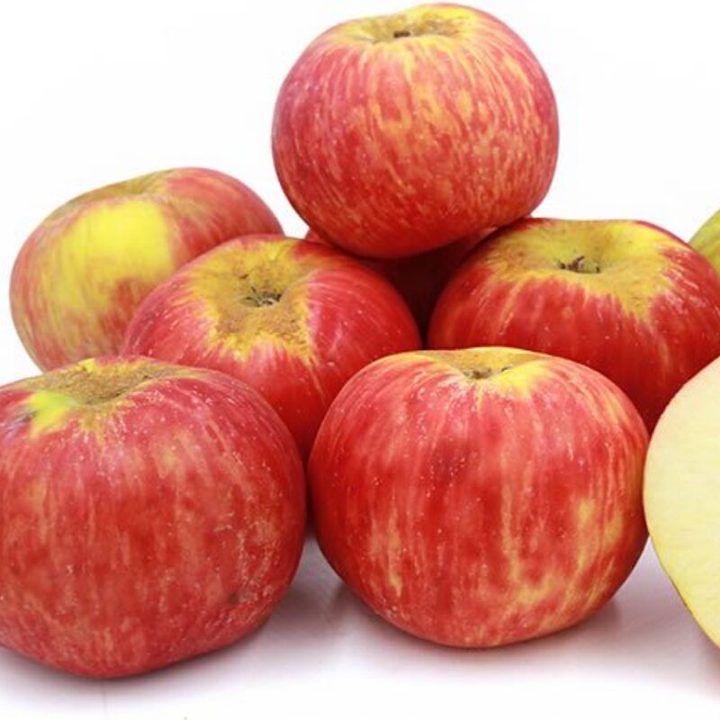 Red Gravenstein Apple Bare Root - Image 5