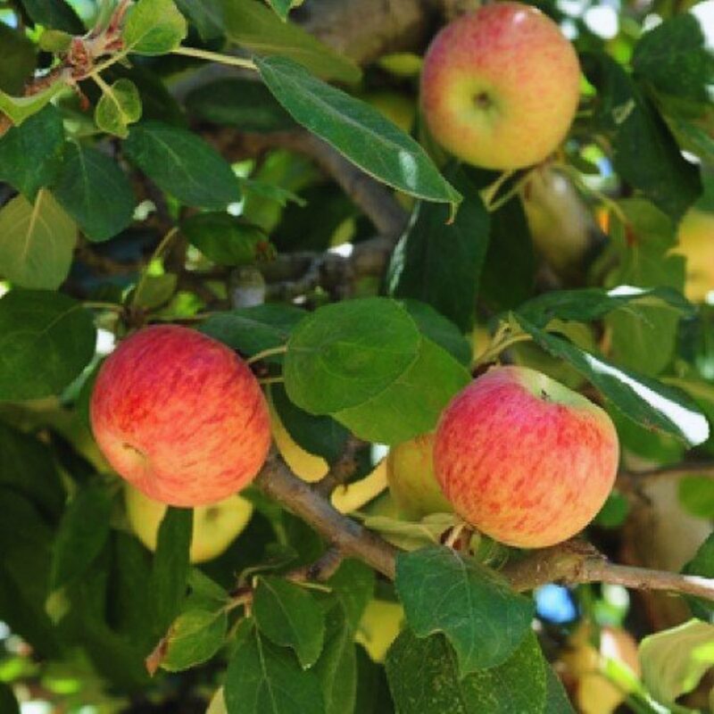 Red Gravenstein Apple Bare Root - Image 2