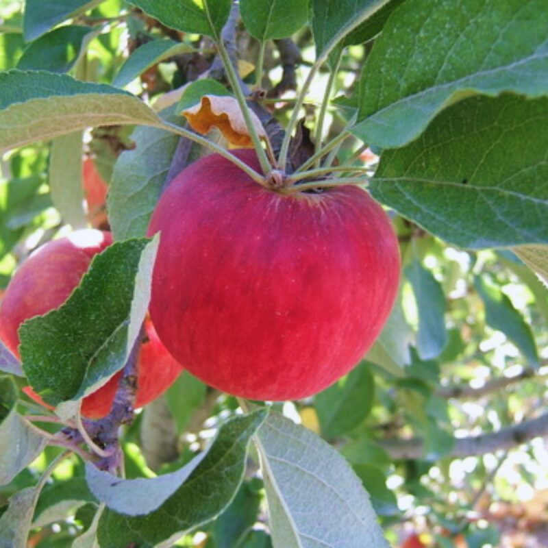 Northern Spy Apple Bare Root - Image 6