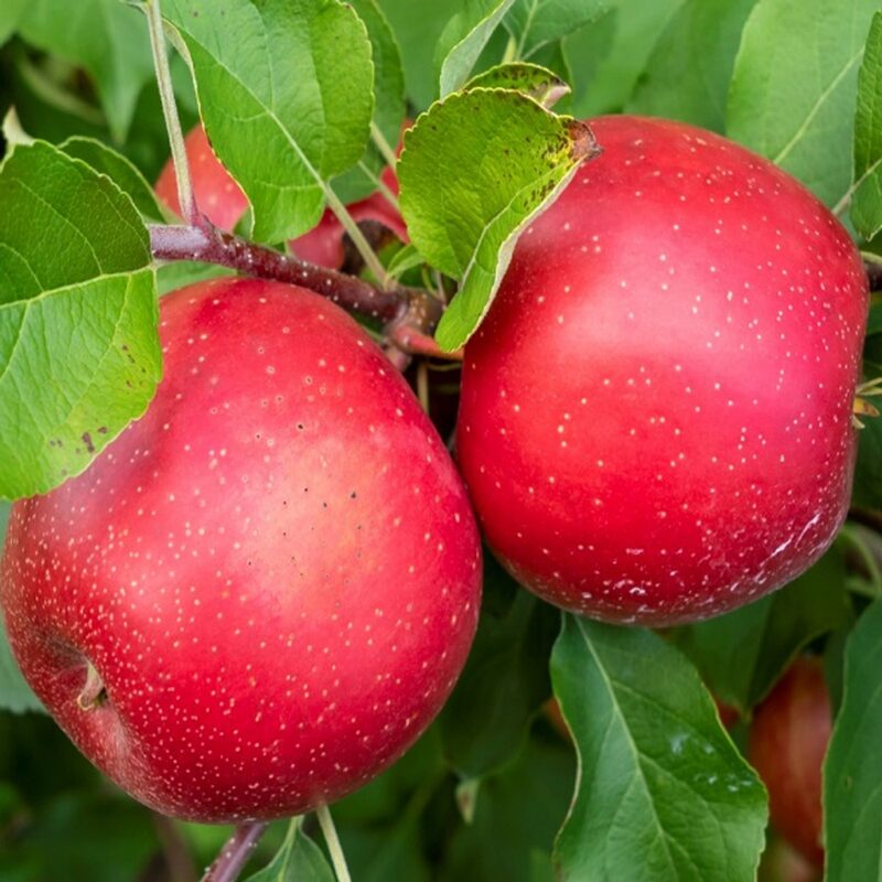 Northern Spy Apple Bare Root - Image 5