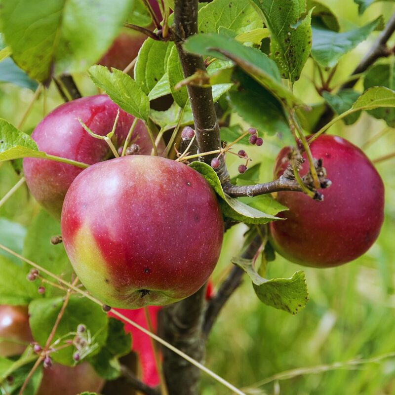 Northern Spy Apple Bare Root