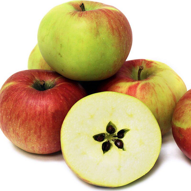 Northern Spy Apple Tree - Image 5