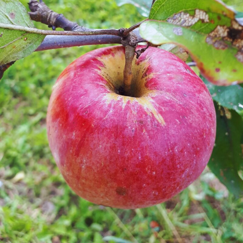 Northern Spy Apple Tree - Image 3
