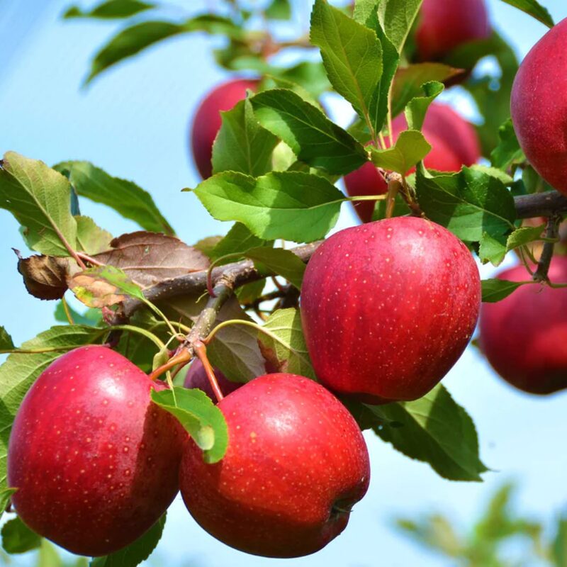 Northern Spy Apple Tree