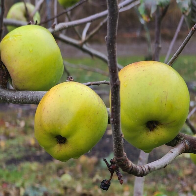 Newtown Pippin Apple Tree Plant - Image 4