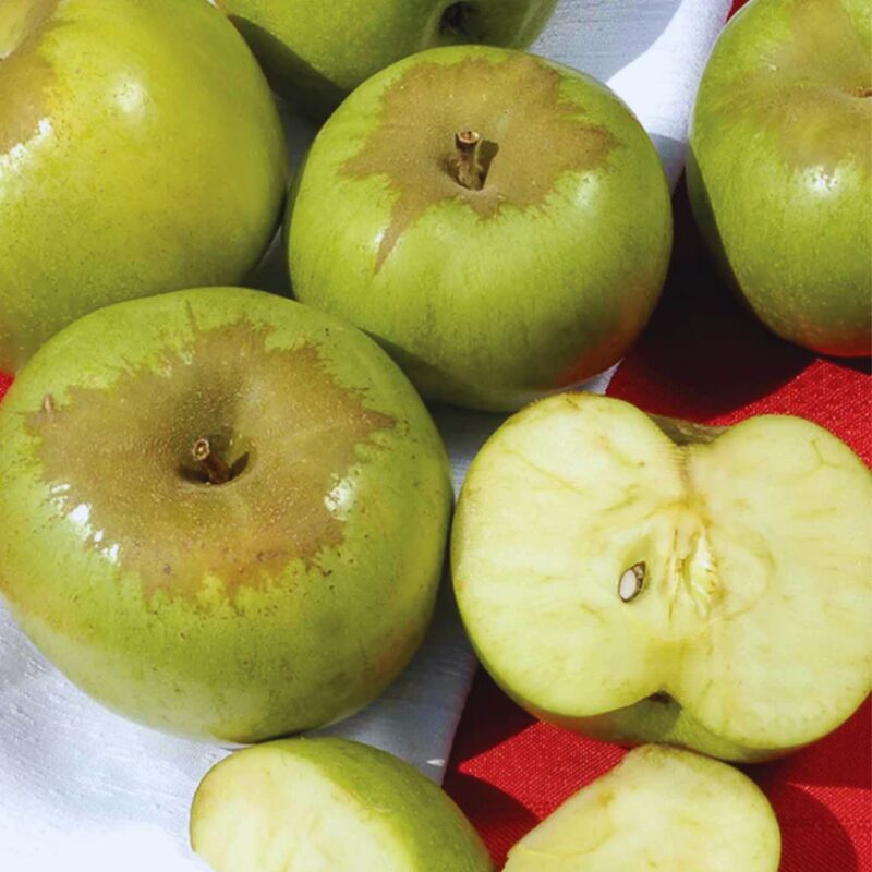 Newtown Pippin Apple Tree Plant - Image 2