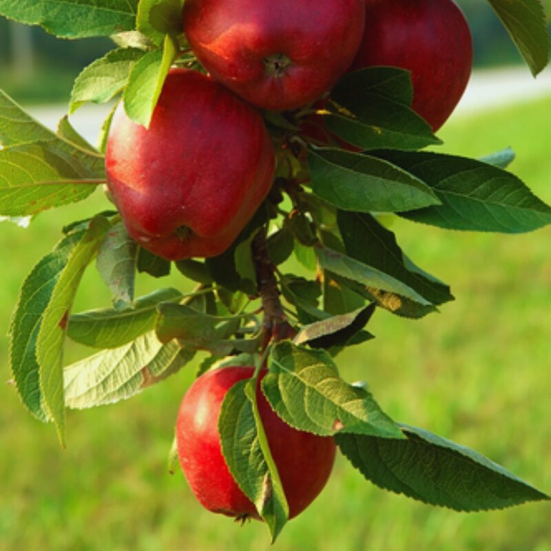 Red Delicious Apple Tree - Image 3