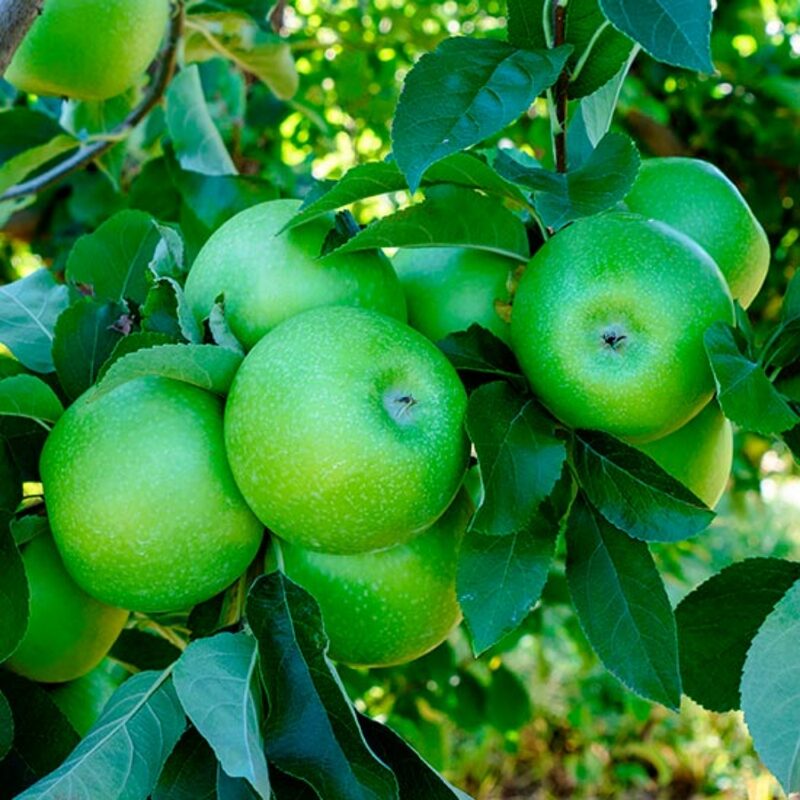Granny Smith Apple Tree - Image 2