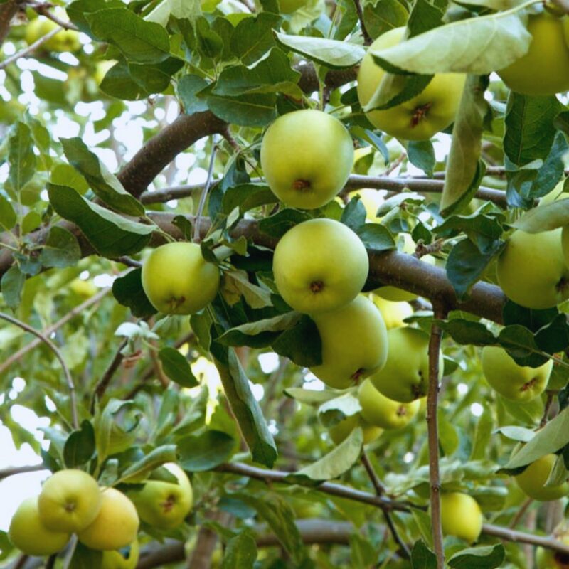 Golden Delicious Apple Tree Plant - Image 4