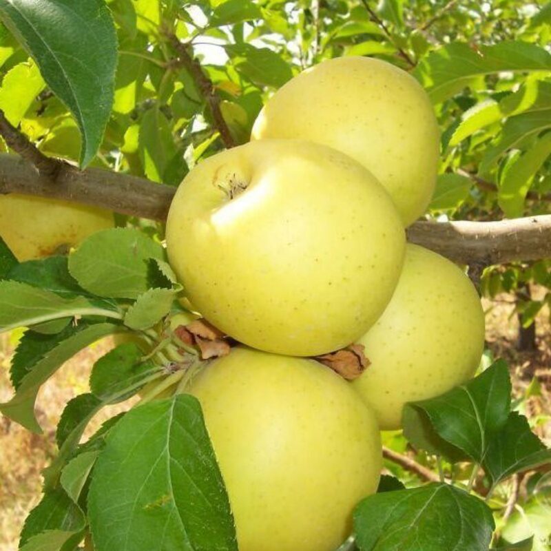Golden Delicious Apple Tree Plant - Image 3