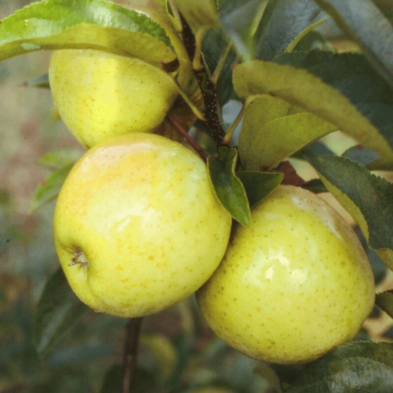 Golden Delicious Apple Tree Plant - Image 2