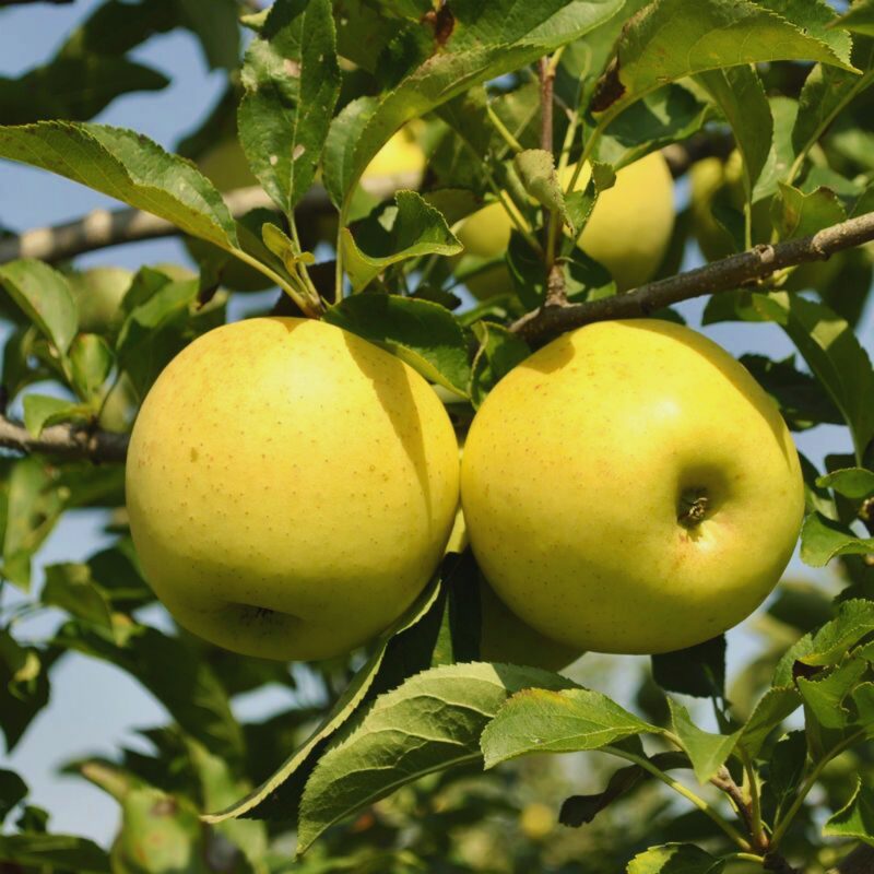 Golden Delicious Apple Tree Plant