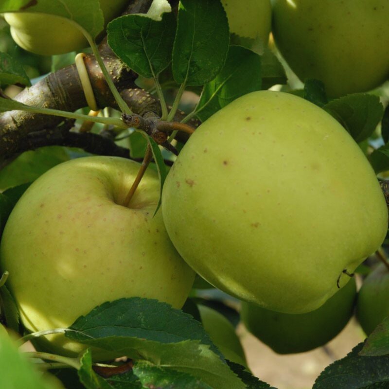 Dorsett Golden Apple Tree Plant - Image 3