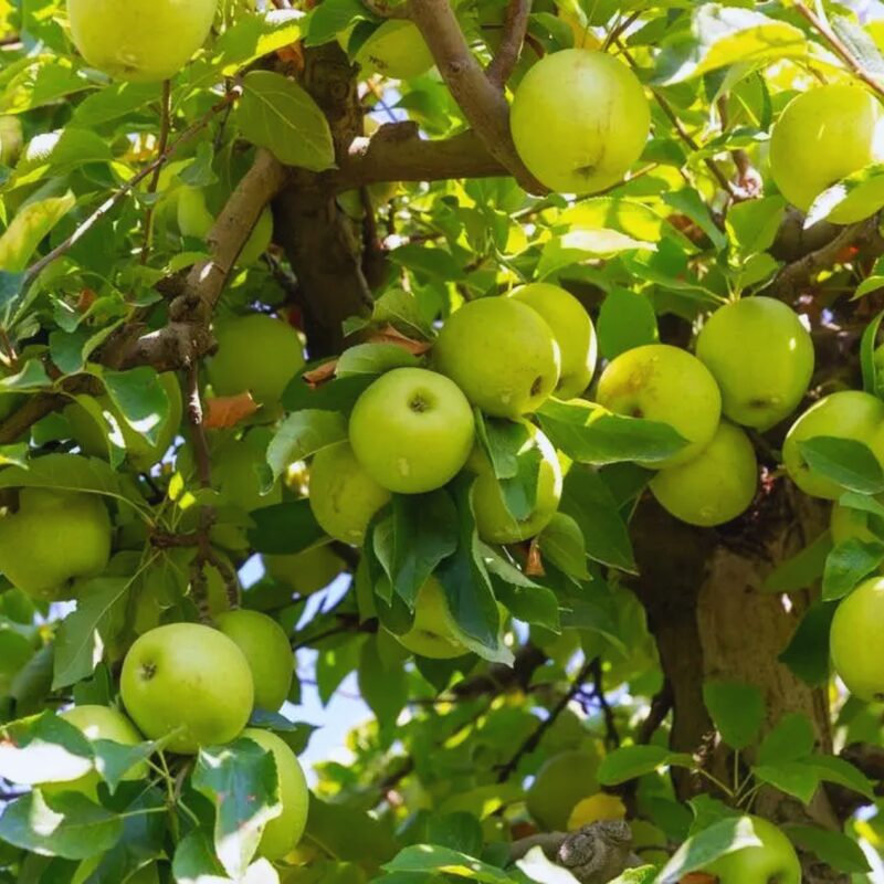 Dorsett Golden Apple Tree - Image 5
