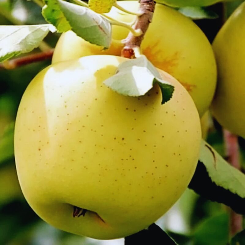 Dorsett Golden Apple Tree - Image 4