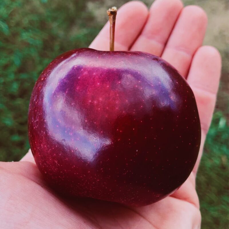 Arkansas Black Apple - Image 6