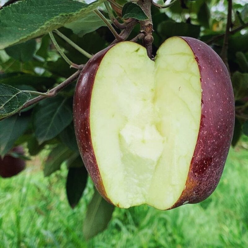 Arkansas Black Apple Tree - Image 5