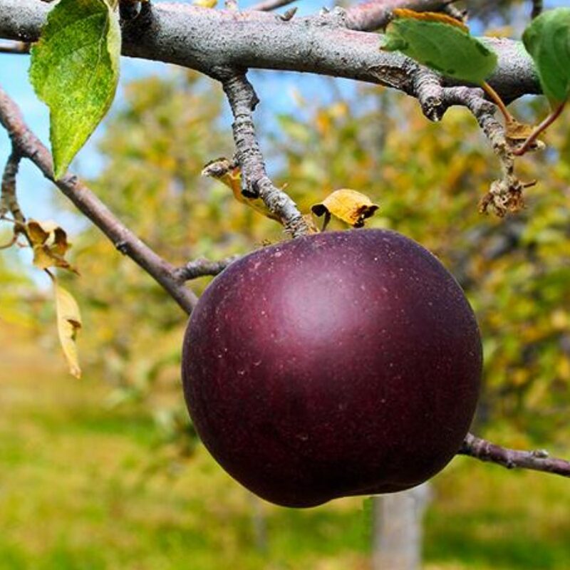 Arkansas Black Apple Tree