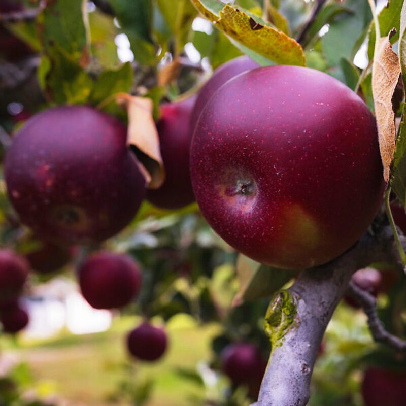 Arkansas Black Apple Tree, 3-4 Feet Tall - Image 6