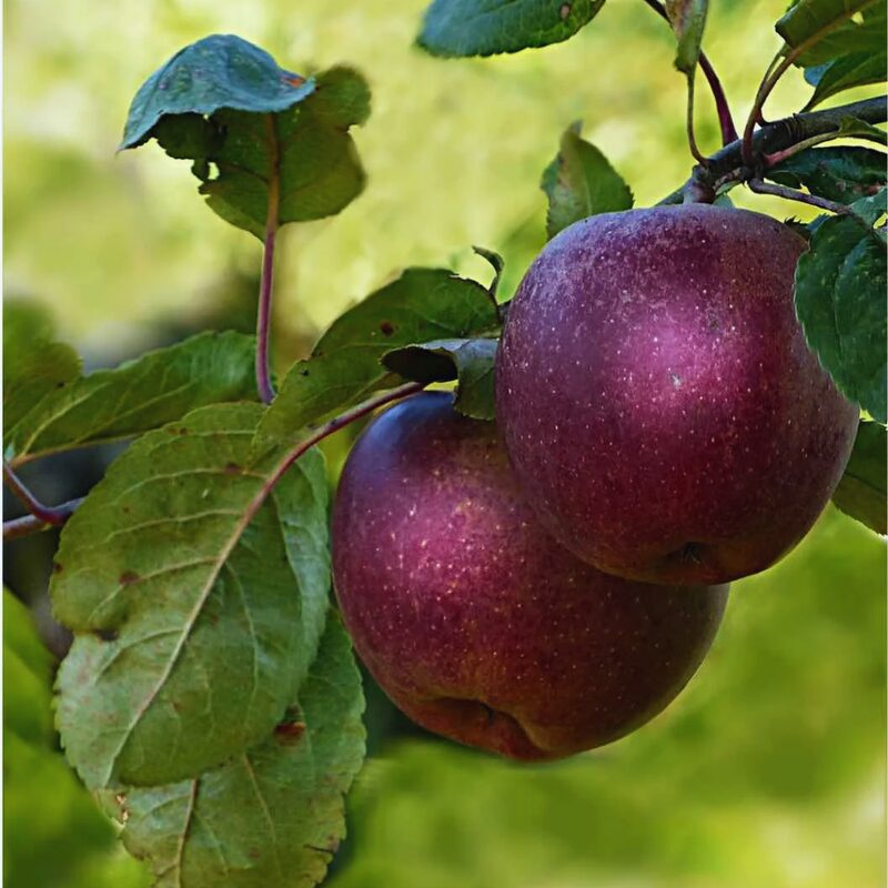 Arkansas Black Apple Tree, 3-4 Feet Tall - Image 4