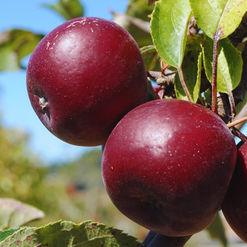 Arkansas Black Apple Tree, 3-4 Feet Tall - Image 2