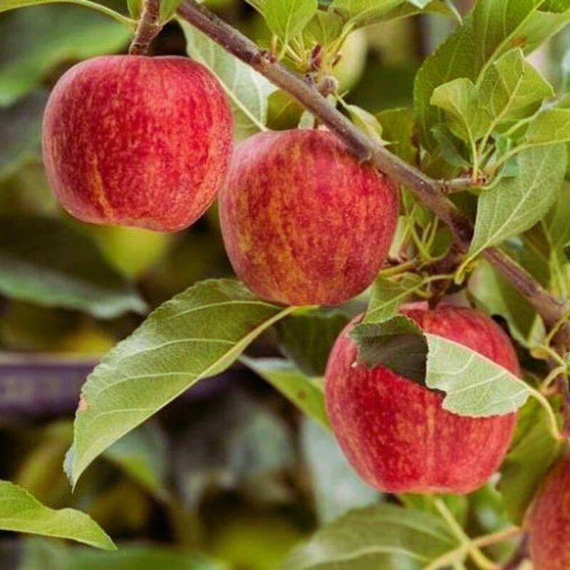 Cortland Apple Tree, 6-7 Feet Tall